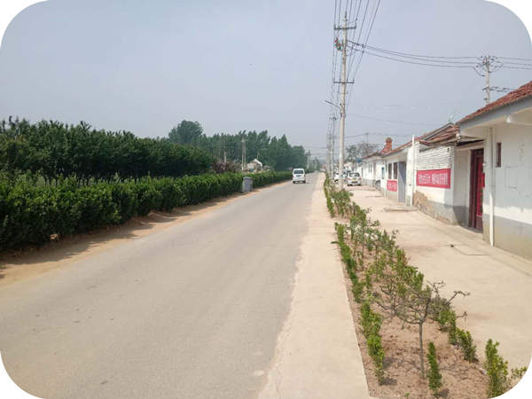 華山榛業(yè)幫助貧困村修建道路美化綠化村莊環(huán)境