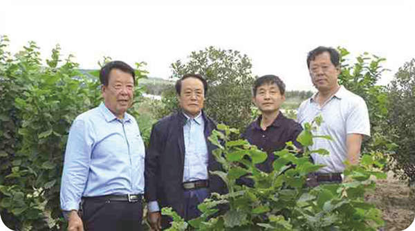 中國榛子之父梁維堅  中國經(jīng)濟林協(xié)會榛子分會會長王貴禧到基地指導(dǎo)榛苗繁育榛子種植技術(shù)
